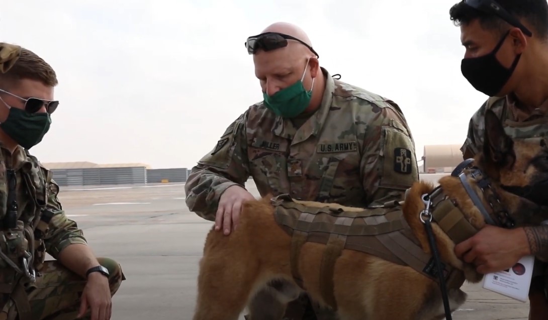 Veterinary Corps examining military dog